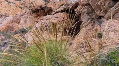 Eşsiz kaya oluşumları ve salınan altın otlarla dolu engebeli bir araziyi keşfedip keşfedin.