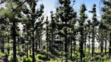 Canlı bir orman manzarası güzel bir şekilde sergileniyor. Sağlıklı çam ağaçları yukarıda açık mavi bir gökyüzünün altında gelişiyor.