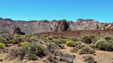 Çok güzel bir çöl sahnesinde çeşitli bitkiler ve çarpıcı kaya oluşumları berrak gökyüzünün altında sergileniyor..