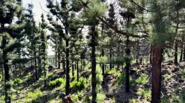 Ilık güneş ışığı altında parlayan yemyeşil bir çam ormanının sakin manzarası, çarpıcı güzellikler sergiliyor.