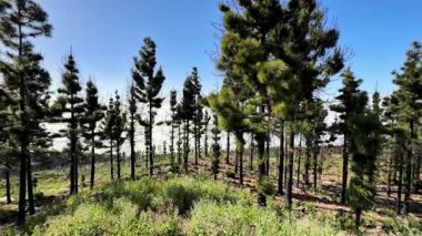 Canlı bir orman sahnesi, yüksek çam ağaçları ve gür yeşillikleri serin mavi gökyüzüne karşı güzelce dizilmiştir.