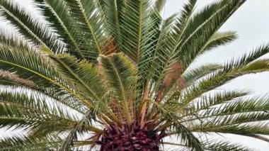 Uzun bir palmiye ağacının nefes kesici manzarası bulutlu gökyüzüne karşı canlı yeşil yapraklarını gururla sergiliyor.