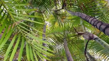 Titreyen tropikal bir tepe örtüsünün güzelliğini hissedin. Dalgalı palmiye yaprakları ve hafif esintide uzun gövdeler.