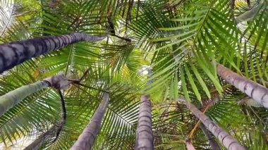 Sarkık palmiye yapraklarının çarpıcı manzarası nazikçe ve uzun gövdeleri sallanıyor, inanılmaz güzellikler sergiliyor.