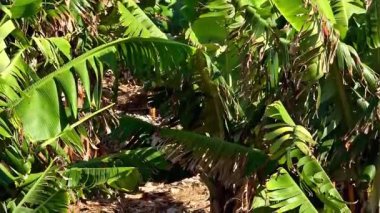 Tropikal bir cennetin parlak ve güneşli atmosferinde gelişen canlı ve gelişen muz bitkilerini keşfedin.