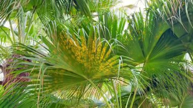 Tropikal palmiye ağaçlarının canlı yeşil gölgesini keşfedin. Güzellik ve sükuneti gösterin..