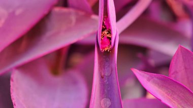 Çarpıcı dokuları ve canlı renkleriyle büyüleyici mor bir bitkinin karmaşık detaylarını araştırın.
