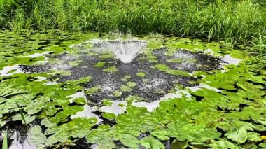 Huzurlu ve güzel bir su manzarası zarif çeşmeler ve gür yeşil zambaklar canlı yeşil çimenler arasında sergileniyor.