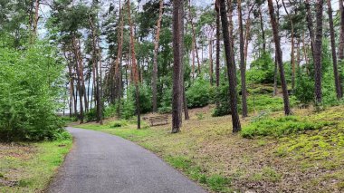 Huzurlu bir ormanda süzülen, uzun ağaçlar ve canlı yeşilliklerle bezenmiş güzel, sakin bir patikayı keşfedin.