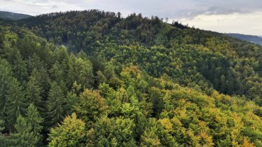 Bu çarpıcı hava görüntüsüyle doğanın büyüleyici güzelliğini keşfedin. Canlı ve gür ormanlar sergiliyor.