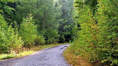 Uzun, dolambaçlı bir orman yolunun dingin ve sakin güzelliğini keşfedin. Canlı yeşil ağaçlar tarafından kucaklansın.
