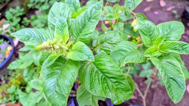 Sağlıklı yemek için yeşil yapraklı taze ıspanak ve çiçek.