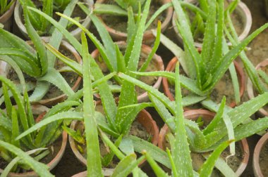 Yoğun Aloe Vera Bitkileri Tereddütlü Yeşil Yapraklarla Canlı Saksı Düzenlemesi