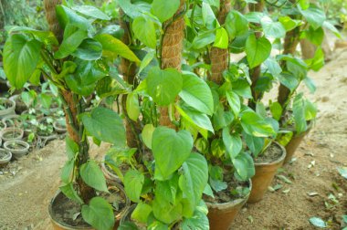 Gelişmekte olan Pothos Yeşil Saksı Bitkileri ile Kapalı Bahçe Dekorasyonu