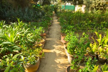 Kirli bir patika boyunca düzgünce düzenlenmiş saksı bitkileriyle huzurlu bir bahçe. Bitkilerin yemyeşil yaprakları ve canlı çeşitliliği büyüyen, doğal bir ortam yaratır. Bahçe meraklıları ve manzara severler için mükemmeldir..