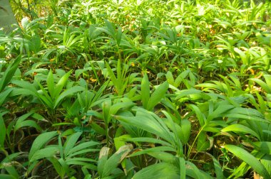 Palmiye Yeşili Bitkileri Mızrak Şeklinde Yapraklar Şık Dekorasyon İçin Çocuk Tencerelerinde