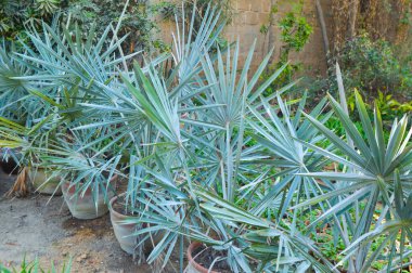 Göz kamaştırıcı yeşil ve mavi yapraklı Bismarck palmiye saksısı bitkileri, çocuk odasında güzelce düzenlenmiştir. Bu zarif, tropikal bitkiler, hem iç hem de dış mekanları geliştirmek için ideal, kalın dokular ve yemyeşil alanlar getirir..