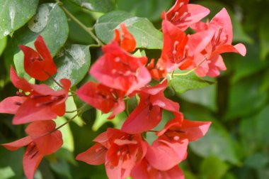 Beautiful Red Bougainvillea Flowers with Lush Greenery for Vibrant Decor.