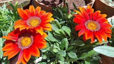 Güzel turuncu Gazania rigens çiçekleri, canlı enerji ve doğal zarafet yayıyor, bahçelere ve çiçeklere cazibe katmak için mükemmel. Doğa meraklıları için ideal..