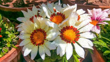 Göz kamaştırıcı beyaz Gazania çiçekleri ışıl ışıl kristal su damlalarıyla süslenmiş, doğal bir zarafet ve canlı bir güzellik yayıyor. Mükemmel bir çiçek yakalama..