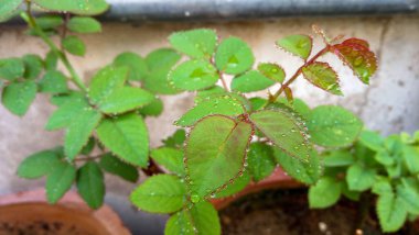 Canlı yeşil gül yaprakları doğal bir bahçe ortamında gelişiyor, bereketli bir güzellik ve zindelik katıyor manzaraya..