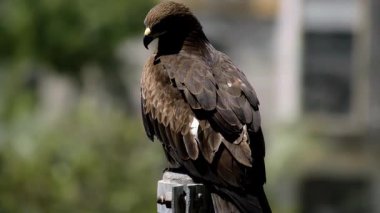 Güneşin altında güneşlenen bir Steppe Eagle (Aquila nipalensis), görkemli varlığını ve parlak altın tüylerini sakin bir doğal ortamda sergiliyor. Bu güçlü yırtıcı kuş zarafet ve güç yayar..