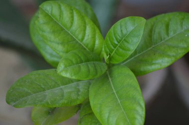 Canlı Allamanda Cathartica Bitkisi Parlak Yeşil Yapraklar Tamamen Sağlıklı