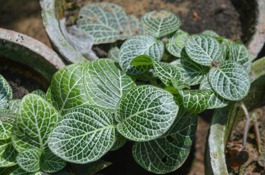 Canlı Yeşil Yapraklar ve Beyaz Damarlı Fittonia Sinir Bitkisi