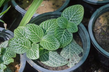 Canlı Yeşil Yapraklar ve Beyaz Damarlı Fittonia Sinir Bitkisi