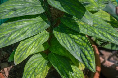 Canavar Peru Yaprağı Karmaşık Damarlar ve Balmumu Yapraklı