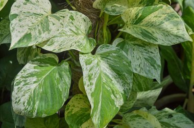 Yeşil ve Beyaz Yapraklı Mermer Kraliçe Pothos