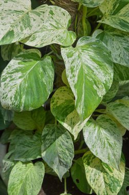 Yeşil ve Beyaz Yapraklı Mermer Kraliçe Pothos