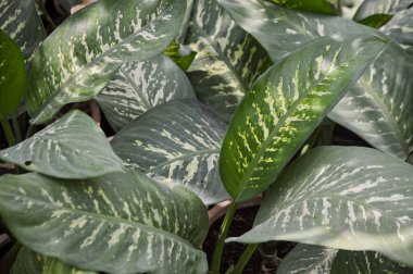 Dieffenbachia Dumb Cane Plant with Striking Variegated Leaves