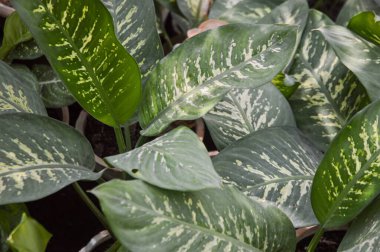 Dieffenbachia Dumb Cane Plant with Striking Variegated Leaves