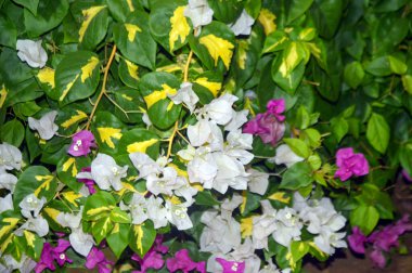 Beyaz ve pembe bougainvillea sarmaşıklarının göz kamaştırıcı bir gösterisi, zarif süsleme güzelliği. Bu canlı çiçek kümeleri tropikal cazibe ve bereketli sofistike, botanik temalar, dekoratif bahçeler ve resimli manzaralar için mükemmel..