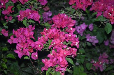 Pembe Bougainvillea sarmaşıklarının şaşaalı güzelliklerini sergiledikleri nefes kesici bir gösteri. Bu gür ve canlı çiçek demetleri tropikal cazibe ve botanik zarafet ekler, onları dekoratif bahçeler ve resimli manzaralar için mükemmel yapar..