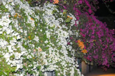 Çok renkli bougainvillea sarmaşıklarının göz kamaştırıcı bir gösterisi. Süslü güzelliklerini sergiliyorlar. Bu bereketli ve ışıl ışıl çiçek demetleri tropikal cazibe ve botanik zarafet ekler, onları dekoratif bahçeler ve manzaralar için mükemmel kılar..