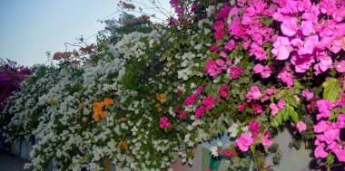 Çok renkli bougainvillea sarmaşıklarının göz kamaştırıcı bir gösterisi. Süslü güzelliklerini sergiliyorlar. Bu bereketli ve ışıl ışıl çiçek demetleri tropikal cazibe ve botanik zarafet ekler, onları dekoratif bahçeler ve manzaralar için mükemmel kılar..