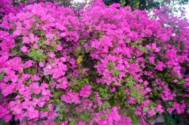 Pembe Bougainvillea sarmaşıklarının şaşaalı güzelliklerini sergiledikleri nefes kesici bir gösteri. Bu gür ve canlı çiçek demetleri tropikal cazibe ve botanik zarafet ekler, onları dekoratif bahçeler ve resimli manzaralar için mükemmel yapar..