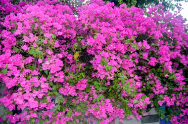 Pembe Bougainvillea sarmaşıklarının şaşaalı güzelliklerini sergiledikleri nefes kesici bir gösteri. Bu gür ve canlı çiçek demetleri tropikal cazibe ve botanik zarafet ekler, onları dekoratif bahçeler ve resimli manzaralar için mükemmel yapar..
