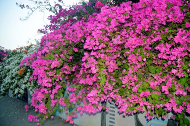 Çok renkli bougainvillea sarmaşıklarının göz kamaştırıcı bir gösterisi. Süslü güzelliklerini sergiliyorlar. Bu bereketli ve ışıl ışıl çiçek demetleri tropikal cazibe ve botanik zarafet ekler, onları dekoratif bahçeler ve manzaralar için mükemmel kılar..