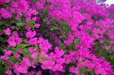 Pembe Bougainvillea sarmaşıklarının şaşaalı güzelliklerini sergiledikleri nefes kesici bir gösteri. Bu gür ve canlı çiçek demetleri tropikal cazibe ve botanik zarafet ekler, onları dekoratif bahçeler ve resimli manzaralar için mükemmel yapar..