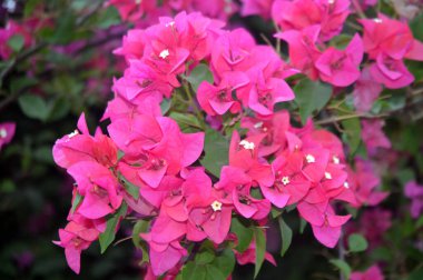 Pembe Bougainvillea sarmaşıklarının şaşaalı güzelliklerini sergiledikleri nefes kesici bir gösteri. Bu gür ve canlı çiçek demetleri tropikal cazibe ve botanik zarafet ekler, onları dekoratif bahçeler ve resimli manzaralar için mükemmel yapar..