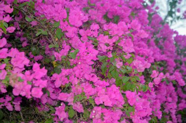 Pembe Bougainvillea sarmaşıklarının şaşaalı güzelliklerini sergiledikleri nefes kesici bir gösteri. Bu gür ve canlı çiçek demetleri tropikal cazibe ve botanik zarafet ekler, onları dekoratif bahçeler ve resimli manzaralar için mükemmel yapar..