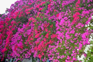 Çok renkli bougainvillea sarmaşıklarının göz kamaştırıcı bir gösterisi. Süslü güzelliklerini sergiliyorlar. Bu bereketli ve ışıl ışıl çiçek demetleri tropikal cazibe ve botanik zarafet ekler, onları dekoratif bahçeler ve manzaralar için mükemmel kılar..