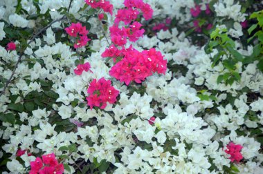 Beyaz ve pembe bougainvillea sarmaşıklarının göz kamaştırıcı bir gösterisi, zarif süsleme güzelliği. Bu canlı çiçek kümeleri tropikal cazibe ve bereketli sofistike, botanik temalar, dekoratif bahçeler ve resimli manzaralar için mükemmel..