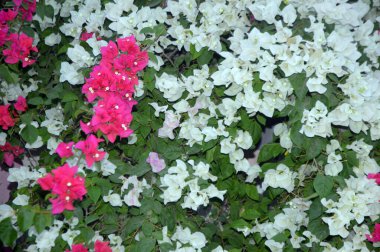 Beyaz ve pembe bougainvillea sarmaşıklarının göz kamaştırıcı bir gösterisi, zarif süsleme güzelliği. Bu canlı çiçek kümeleri tropikal cazibe ve bereketli sofistike, botanik temalar, dekoratif bahçeler ve resimli manzaralar için mükemmel..