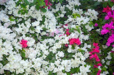 Beyaz ve pembe bougainvillea sarmaşıklarının göz kamaştırıcı bir gösterisi, zarif süsleme güzelliği. Bu canlı çiçek kümeleri tropikal cazibe ve bereketli sofistike, botanik temalar, dekoratif bahçeler ve resimli manzaralar için mükemmel..