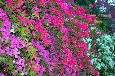 Çok renkli bougainvillea sarmaşıklarının göz kamaştırıcı bir gösterisi. Süslü güzelliklerini sergiliyorlar. Bu bereketli ve ışıl ışıl çiçek demetleri tropikal cazibe ve botanik zarafet ekler, onları dekoratif bahçeler ve manzaralar için mükemmel kılar..