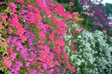 Çok renkli bougainvillea sarmaşıklarının göz kamaştırıcı bir gösterisi. Süslü güzelliklerini sergiliyorlar. Bu bereketli ve ışıl ışıl çiçek demetleri tropikal cazibe ve botanik zarafet ekler, onları dekoratif bahçeler ve manzaralar için mükemmel kılar..
